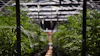 Cannabist Nj 243589890
