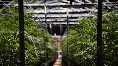 Cannabist Nj 243589890