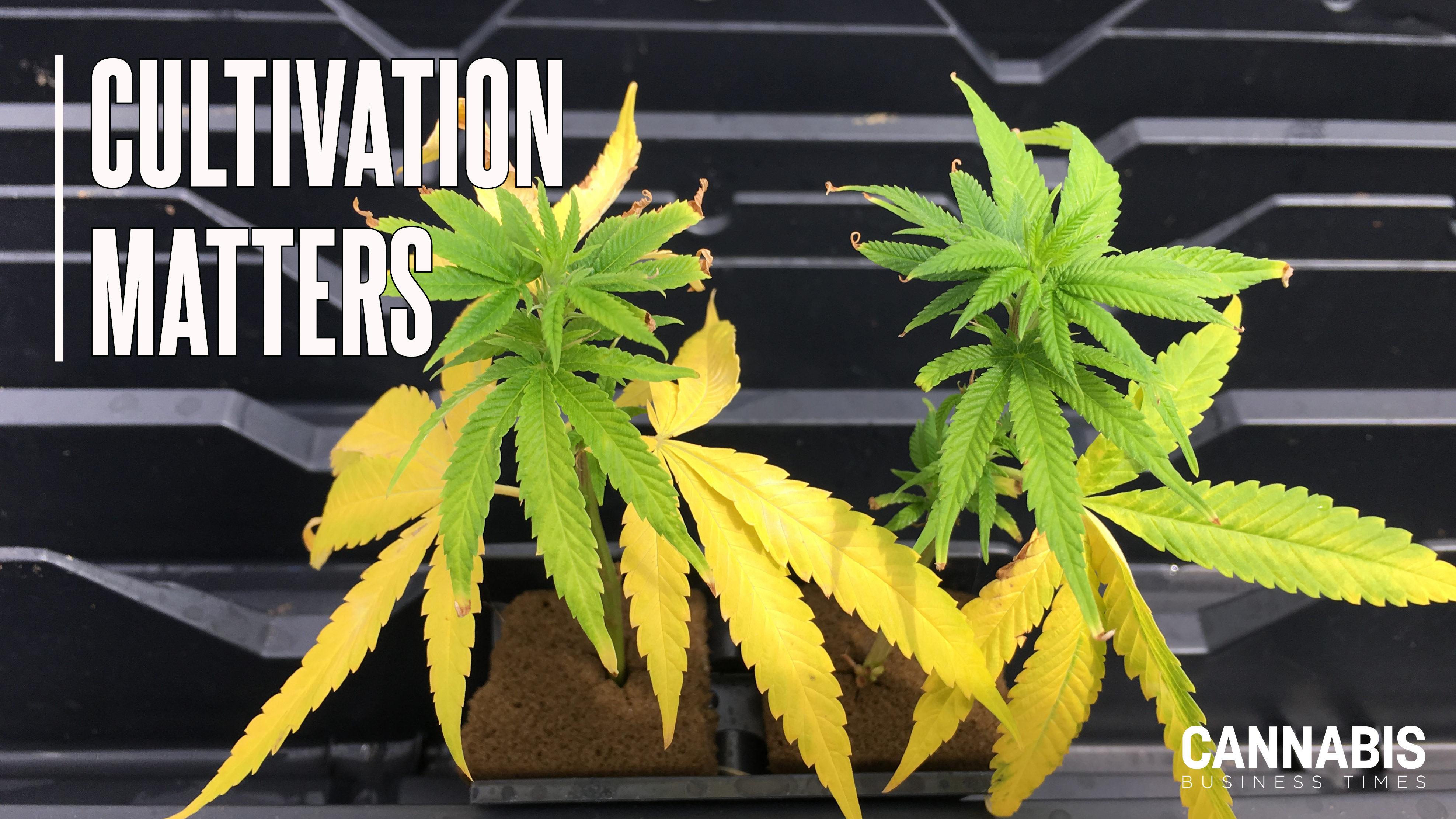 Figure 1: Low fertility during propagation can result in transplants stalling during early stages of production, resulting in slower crop maturity.