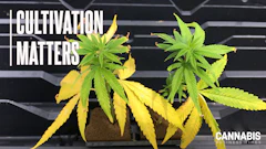 Figure 1: Low fertility during propagation can result in transplants stalling during early stages of production, resulting in slower crop maturity.