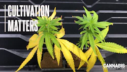Figure 1: Low fertility during propagation can result in transplants stalling during early stages of production, resulting in slower crop maturity.