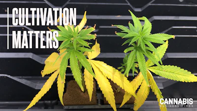 Figure 1: Low fertility during propagation can result in transplants stalling during early stages of production, resulting in slower crop maturity.