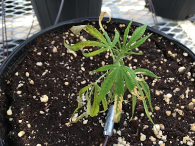 Figure 2: Excessive preplant charges may result in salt stress observed on the leaves and roots.