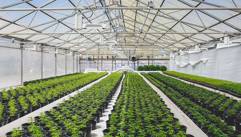 Greenhouse 370655792