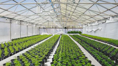 Greenhouse 370655792