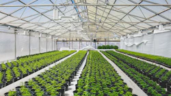 Greenhouse 370655792