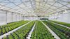 Greenhouse 370655792
