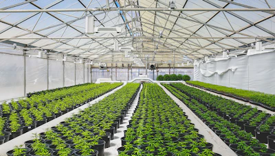 Greenhouse 370655792