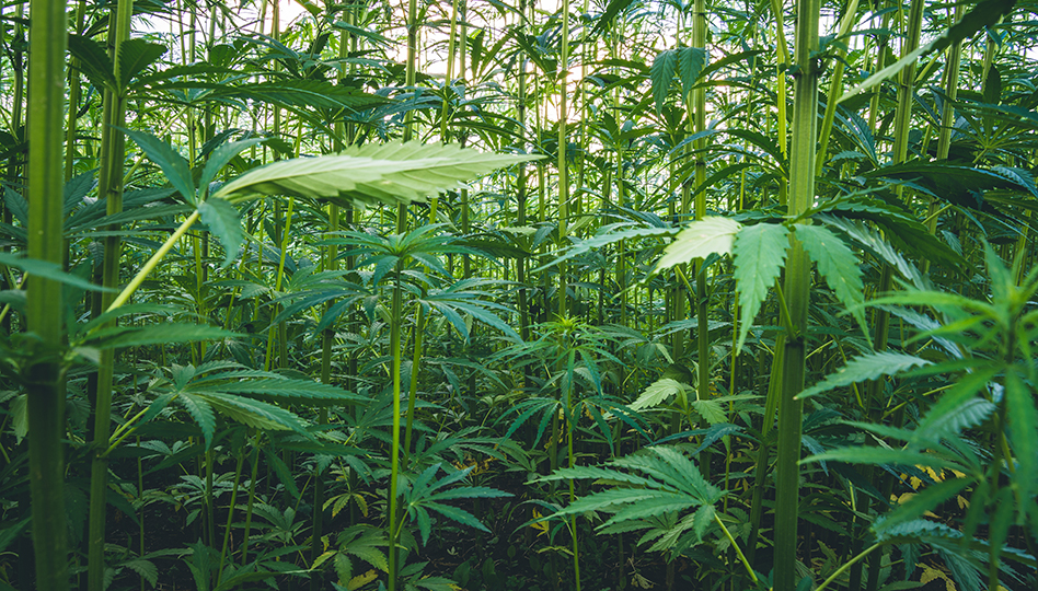 Hemp 284004169