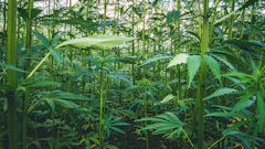 Hemp 284004169