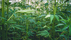 Hemp 284004169