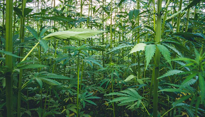 Hemp 284004169