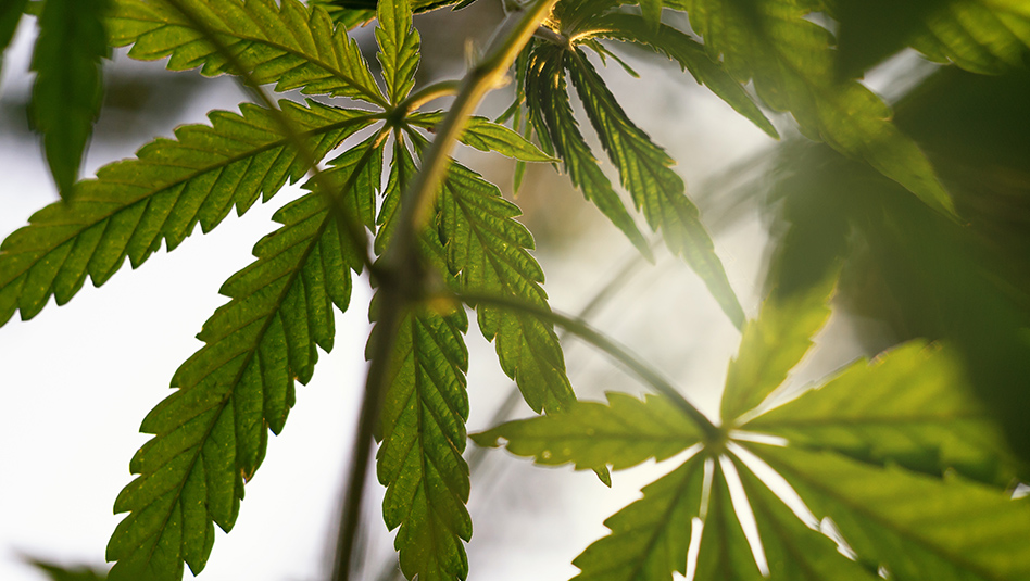 Hemp Thc 273190259