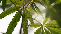 Hemp Thc 273190259