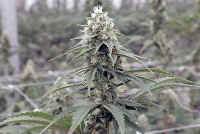 Nanticoke's Blue Dream cannabis cultivar grown in Endicott, N.Y.