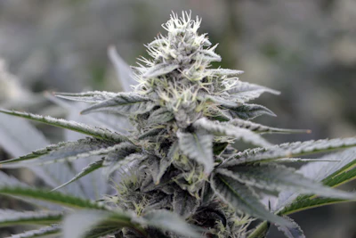 Nanticoke's Coconut Cream cannabis cultivar grown in Endicott, N.Y.