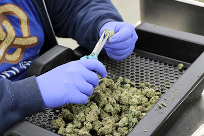 A Nanticoke worker trims dried cannabis flower at the companies facility in Endicott, N.Y.