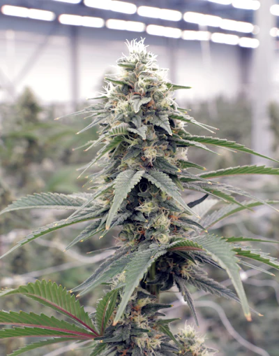 Nanticoke's Permafrost cultivar grown in Endicott, N.Y.