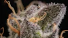 Craig Hartsough Terpenes Part I Top Story Image Adobe Stock 526930019 By Ginja