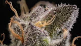 Craig Hartsough Terpenes Part I Top Story Image Adobe Stock 526930019 By Ginja