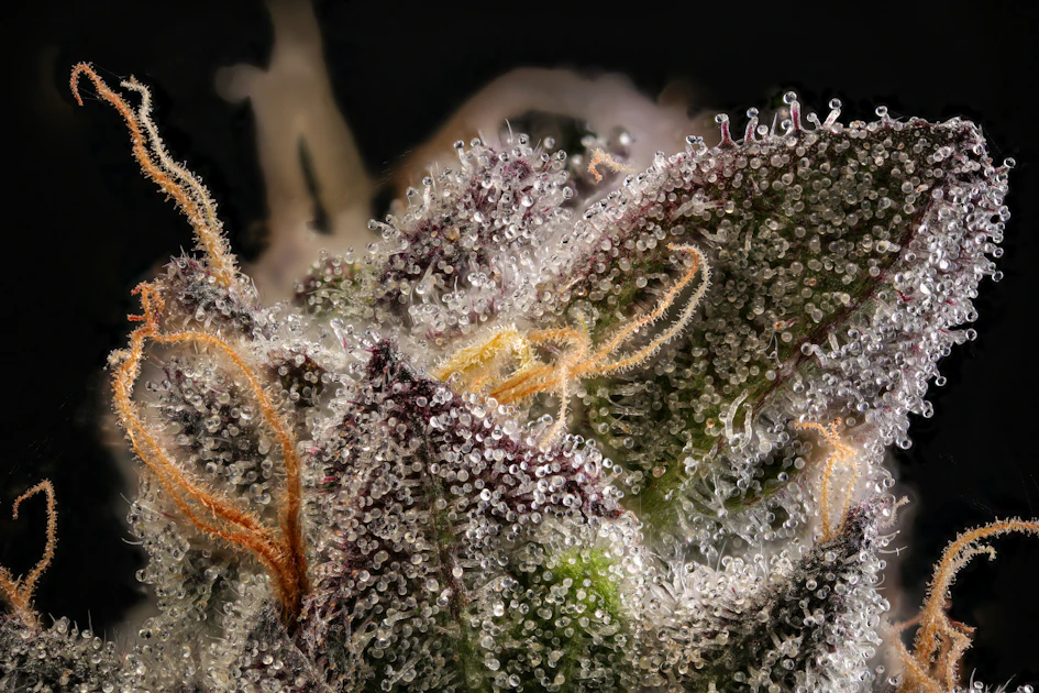 Beyond Terpenes: The Emerging Science of Cannabis Flavor