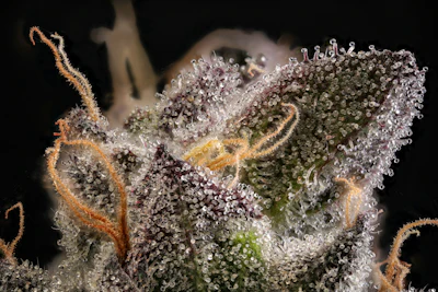 Craig Hartsough Terpenes Part I Top Story Image Adobe Stock 526930019 By Ginja