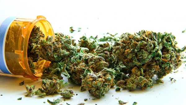 Dea brief Mmj 64990477