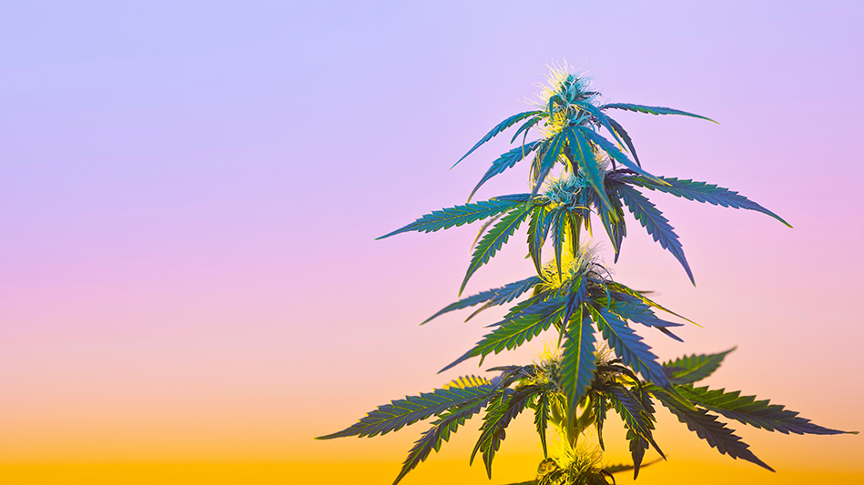 Dea transcripts 836320969