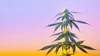 Dea transcripts 836320969
