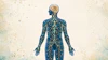 Rare Cannabinoid Co.'s new educational guide explains the endocannabinoid system, cannabinoid receptors and how cannabinoids such as CBD, THC, CBG, CBN, CBC, THCV and CBDV differ.
