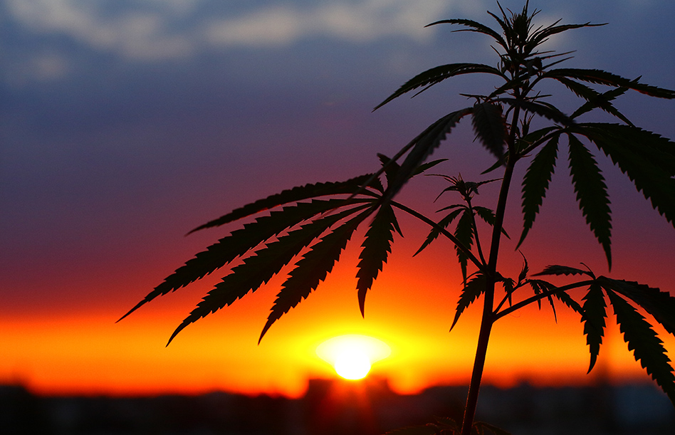 Hemp Sunset 211985190