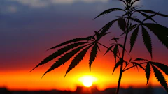 Hemp Sunset 211985190