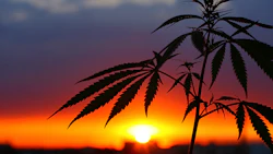 Hemp Sunset 211985190