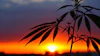 Hemp Sunset 211985190