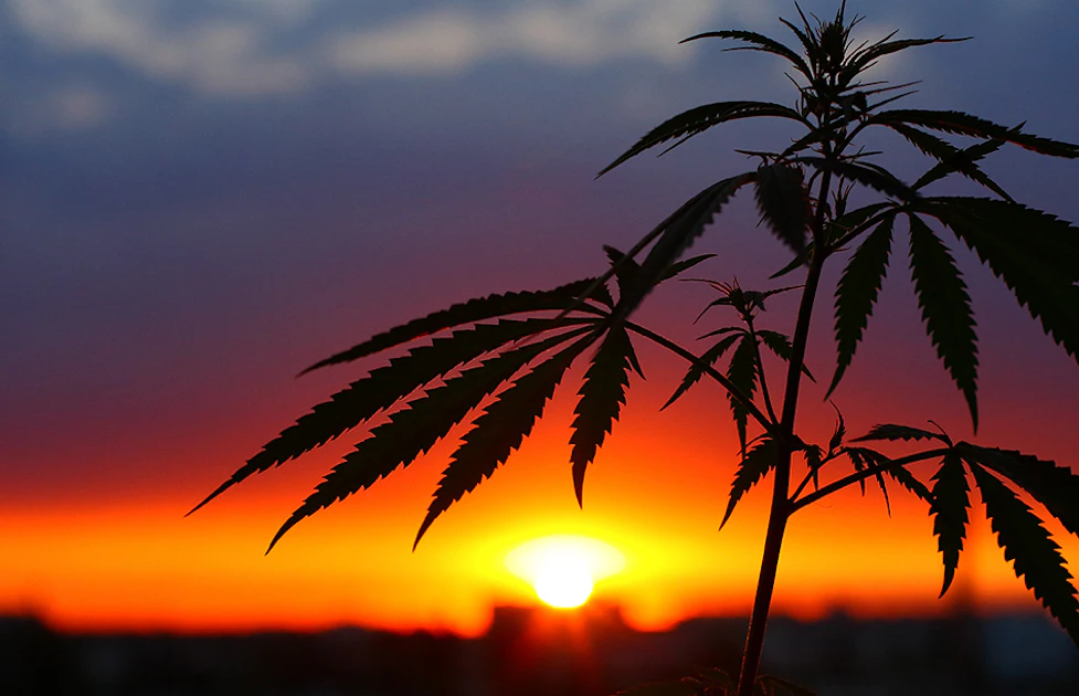 35 Attorneys General Tell Congress to Keep Hemp THC Ban Put