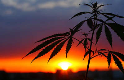 Hemp Sunset 211985190