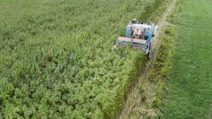 Hemp farm bill 381721142