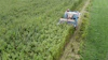 Hemp farm bill 381721142
