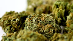 Michigan Cannabis Nugs 13423282