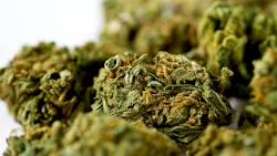 Michigan Cannabis Nugs 13423282