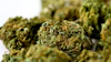 Michigan Cannabis Nugs 13423282