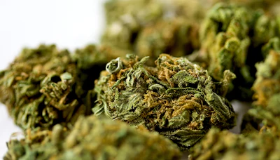 Michigan Cannabis Nugs 13423282