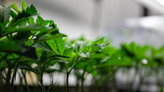 Nm Seed sale tracking 314347359