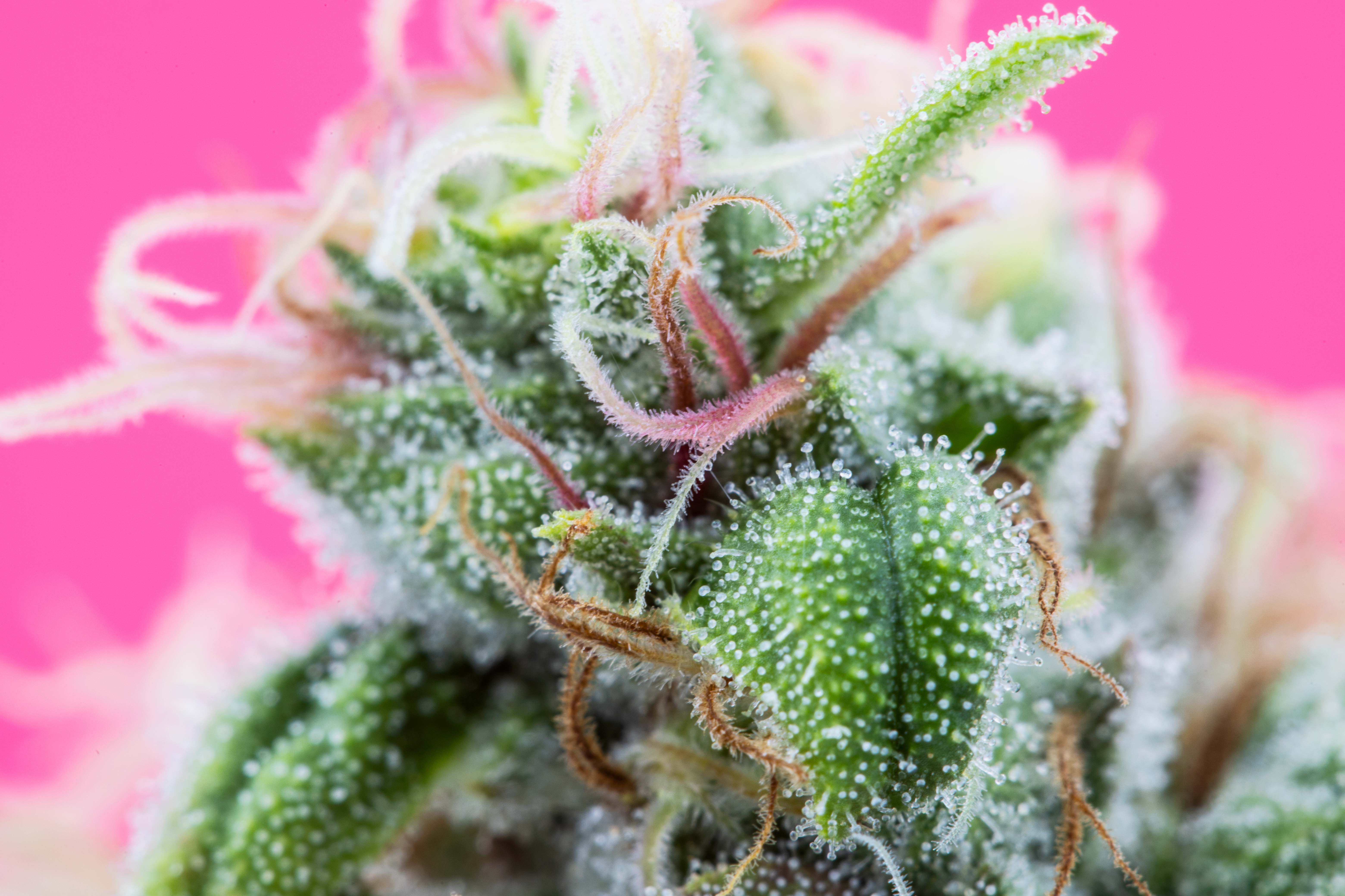 Terpenes Hartsough Part Ii Adobe Stock Thc Samuel 429062044
