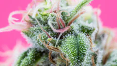 Terpenes Hartsough Part Ii Adobe Stock Thc Samuel 429062044