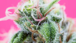 Terpenes Hartsough Part Ii Adobe Stock Thc Samuel 429062044