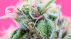 Terpenes Hartsough Part Ii Adobe Stock Thc Samuel 429062044