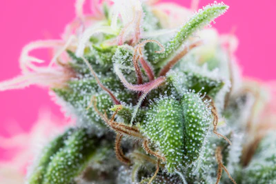 Terpenes Hartsough Part Ii Adobe Stock Thc Samuel 429062044