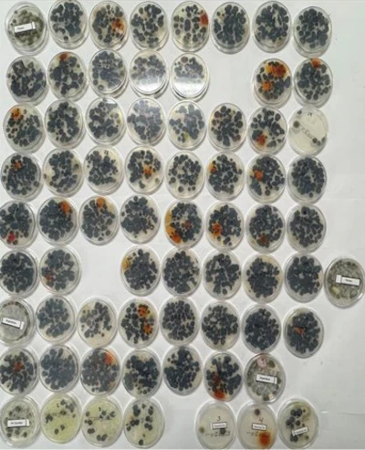 Cultures showing airborne microbes from samples pulled across propagation, flower rooms, and processing areas.