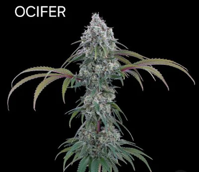 Ocifer cultivar bred by Brothers Grimm Seeds